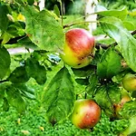 Paradise Garden * 사라예보