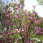 Paradise Garden 빌라