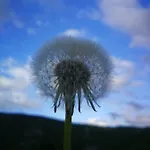 Paradise Garden 빌라