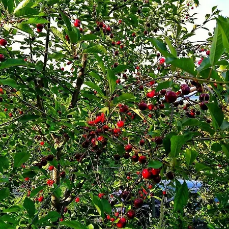 Paradise Garden