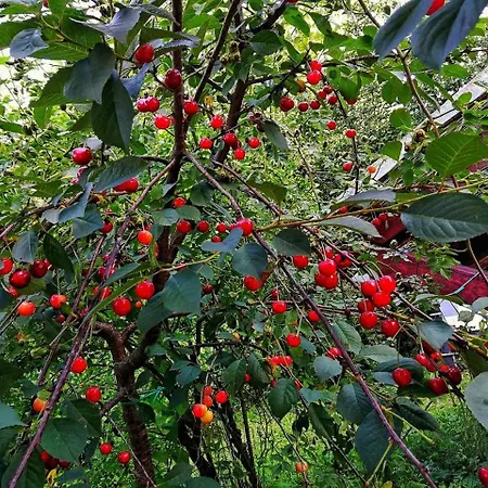 Paradise Garden Willa