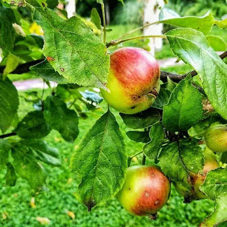 Paradise Garden * Sarajewo