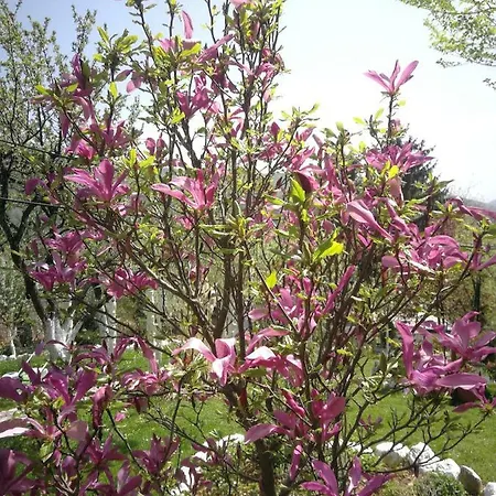 Paradise Garden Vila