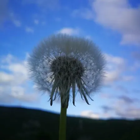 Paradise Garden Willa